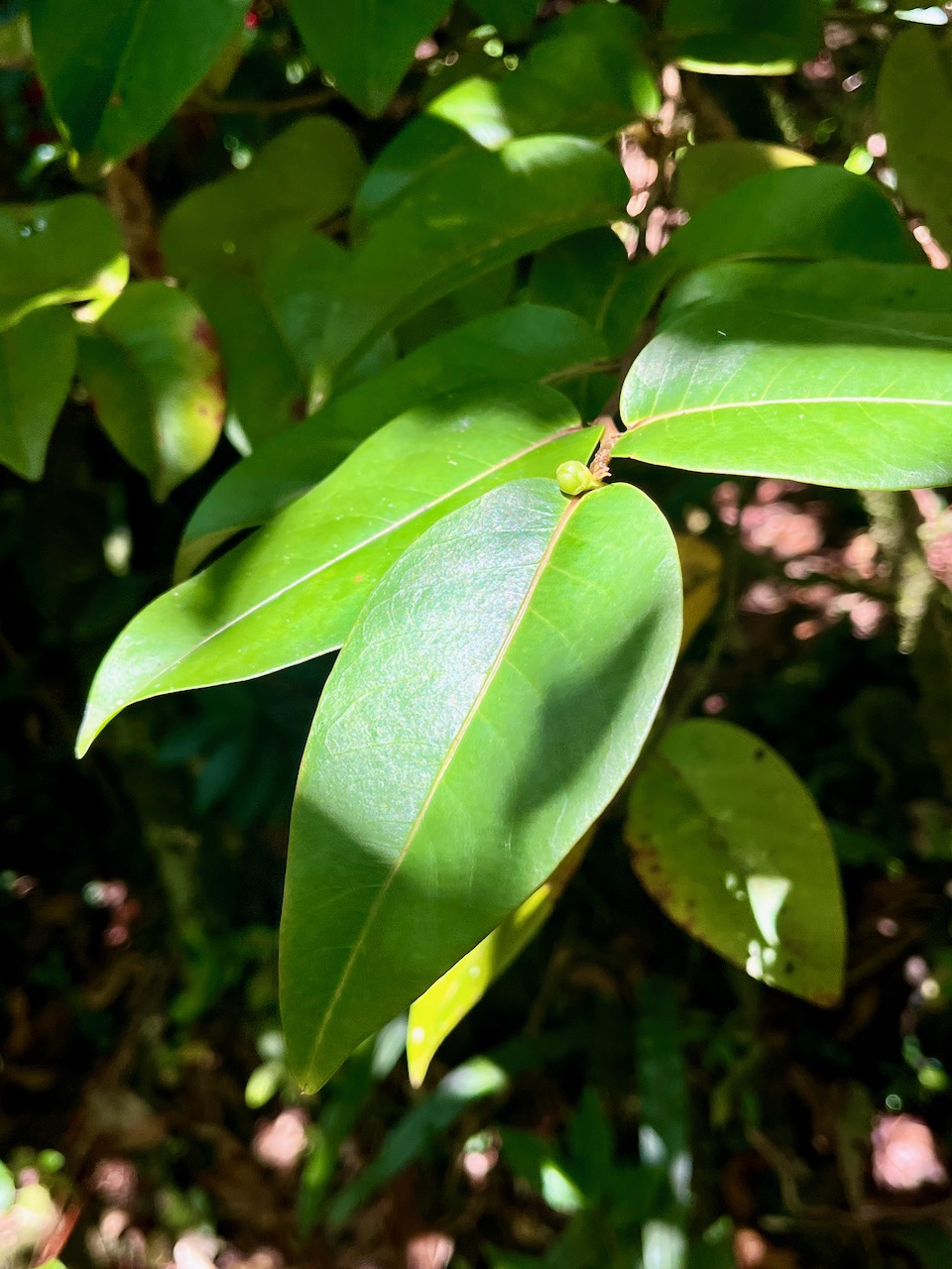 14. Énorme feuille  et fruit de Phyllanthus phillyreifolius Poir. - Bois de négresse - Phyllanthaceae - Endémique Réunion et Maurice.jpeg