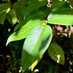 14. Énorme feuille  et fruit de Phyllanthus phillyreifolius Poir. - Bois de négresse - Phyllanthaceae - Endémique Réunion et Maurice.jpeg