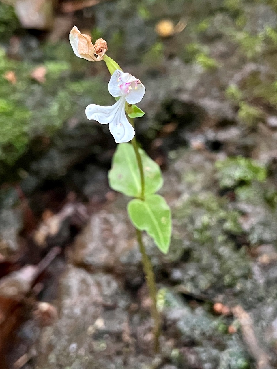 18. Disperis oppositifolia -Ø - Orchidaceae.jpeg