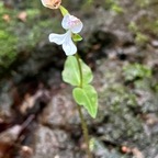 18. Disperis oppositifolia -Ø - Orchidaceae.jpeg