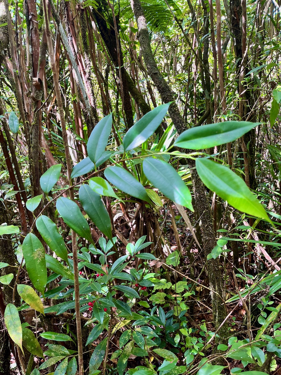 20. Maillardia borbonica - Bois de sagaie ou  Bois de maman - MORAC.  endémique.jpeg