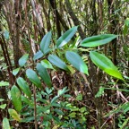 20. Maillardia borbonica - Bois de sagaie ou  Bois de maman - MORAC.  endémique.jpeg