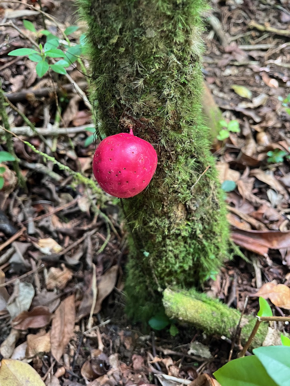 22. Fruit de Syzygium ??? cordemoyi - Bois de pomme à grandes feuilles - Myrtacée - B.jpeg