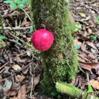 22. Fruit de Syzygium ??? cordemoyi - Bois de pomme à grandes feuilles - Myrtacée - B.jpeg