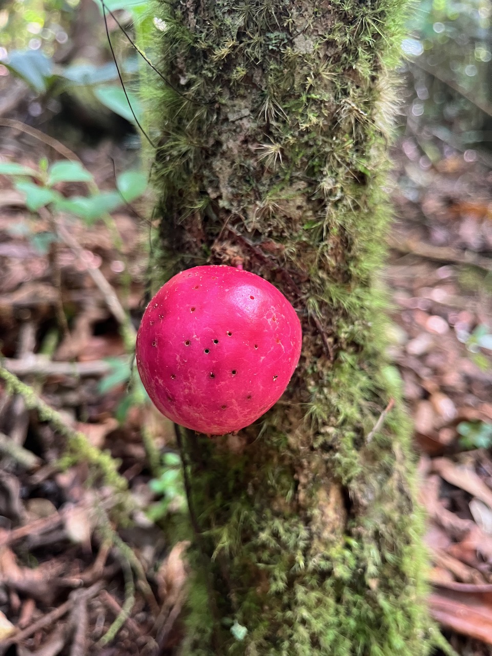 23. Fruit de Syzygium ??? cordemoyi - Bois de pomme à grandes feuilles - Myrtacée - B.jpeg