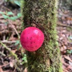 23. Fruit de Syzygium ??? cordemoyi - Bois de pomme à grandes feuilles - Myrtacée - B.jpeg