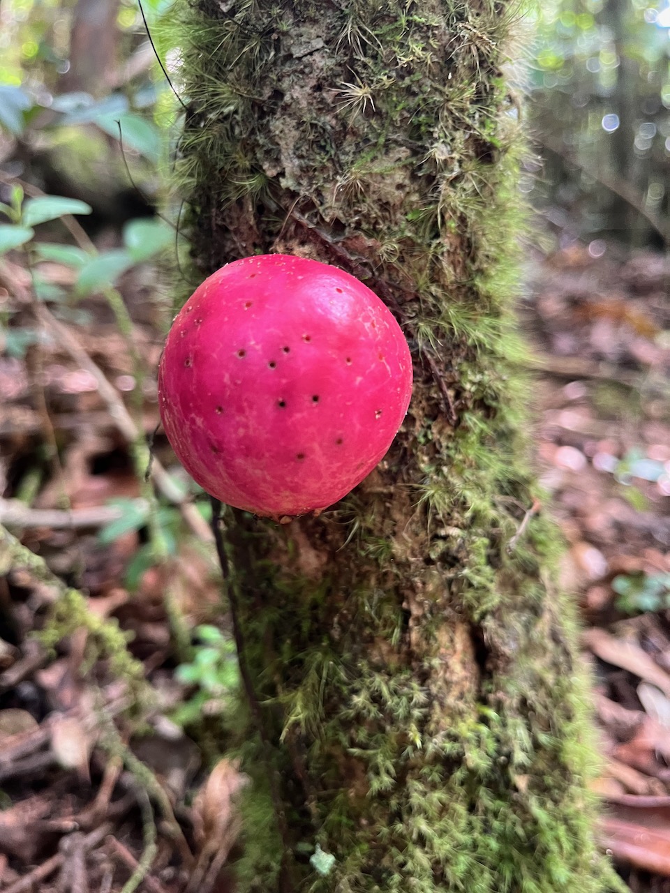 24. Fruit de Syzygium ??? cordemoyi - Bois de pomme à grandes feuilles - Myrtacée - B.jpeg