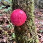 24. Fruit de Syzygium ??? cordemoyi - Bois de pomme à grandes feuilles - Myrtacée - B.jpeg