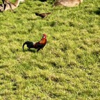 28. Coq doré et sa poule ou Coq sauvage (Gallus gallus), souvent appelé Coq bankiva.jpeg