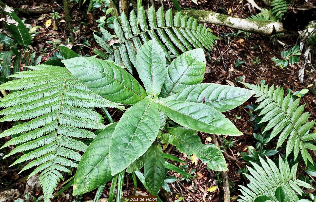 Acalypha integrifolia.bois de Charles.bois de violon.( au centre de la photo ) euphorbiaceae;endémique Madagascar Mascareignes..jpeg