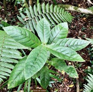 Acalypha integrifolia.bois de Charles.bois de violon.( au centre de la photo ) euphorbiaceae;endémique Madagascar Mascareignes..jpeg