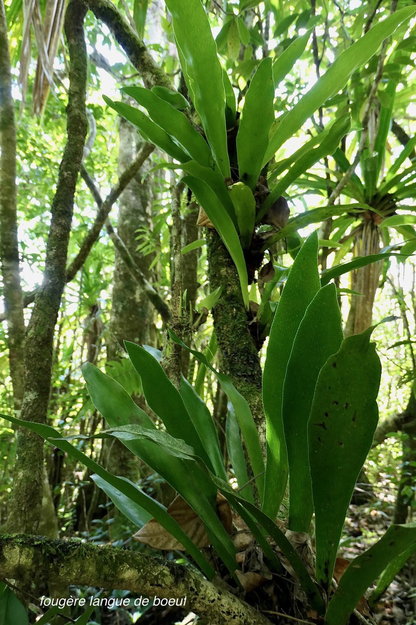 Antrophyopsis boryana.(Antrophyum boryanum ).fougère langue de boeuf .pteridaceae.endémique Madagascar Comores et Mascqareignes..jpeg