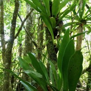 Antrophyopsis boryana.(Antrophyum boryanum ).fougère langue de boeuf .pteridaceae.endémique Madagascar Comores et Mascqareignes..jpeg