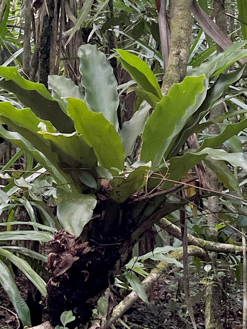 Antrophyopsis gigantea.pteridaceae.endémique Réunion Maurice..jpeg