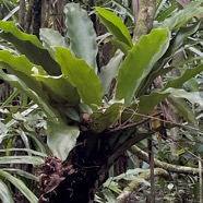 Antrophyopsis gigantea.pteridaceae.endémique Réunion Maurice..jpeg