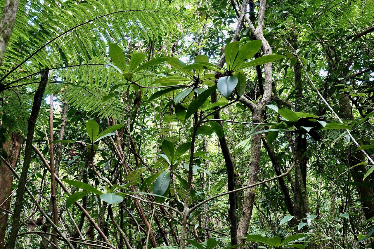 Badula barthesia. bois de savon.bois de pintade.primulaceae.endémique Réunion. (2).jpeg