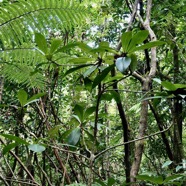 Badula barthesia. bois de savon.bois de pintade.primulaceae.endémique Réunion. (2).jpeg