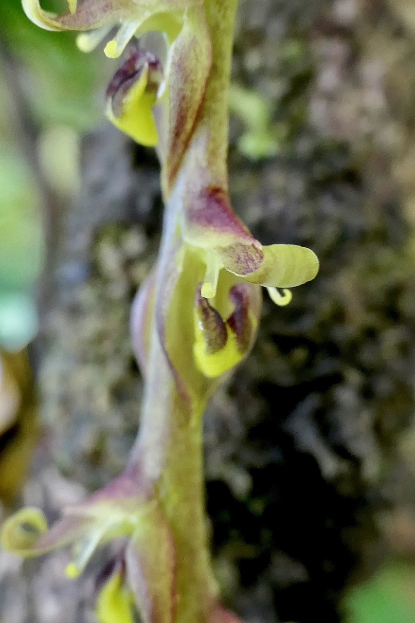 Bulbophyllum cordemoyi flore des Mascareignes ( Bulbophyllum prismaticum  Thouars ). détail de l'inflorescence .orchidaceae..jpeg