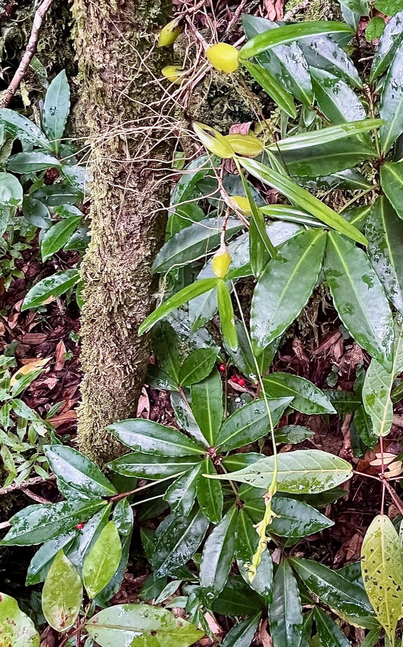 Bulbophyllum cordemoyi flore des Mascareignes ( Bulbophyllum prismaticum )orchidaceae au premier plansur fond de bois de Noël .Ardisia crenata...jpeg