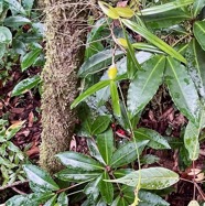 Bulbophyllum cordemoyi flore des Mascareignes ( Bulbophyllum prismaticum )orchidaceae au premier plansur fond de bois de Noël .Ardisia crenata...jpeg