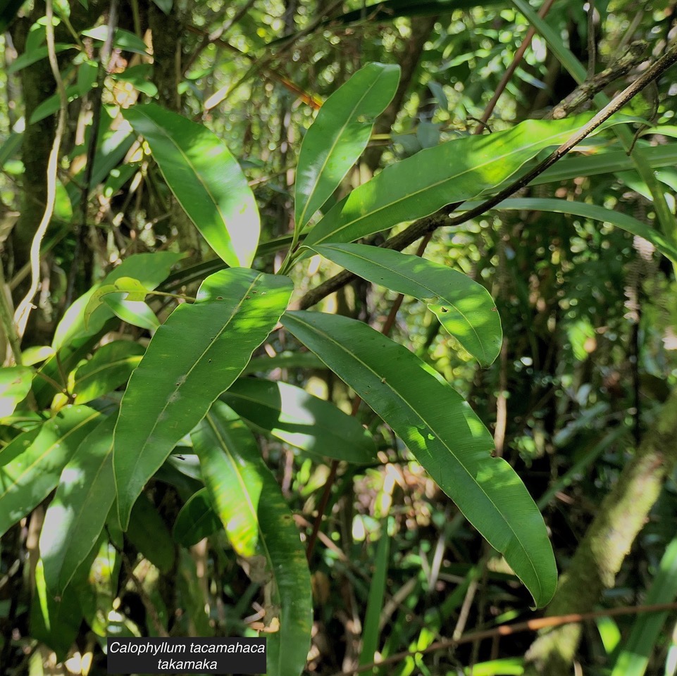 Calophyllum tacamahaca.takamaka.takamaka des hauts.calophyllaceae.endémique Réunion Maurice..jpeg