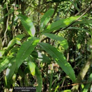 Calophyllum tacamahaca.takamaka.takamaka des hauts.calophyllaceae.endémique Réunion Maurice..jpeg