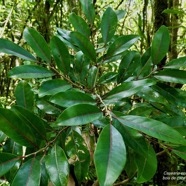 Casearia coriacea .bois de cabri rouge.salicaceae.endémique Réunion Maurice..jpeg