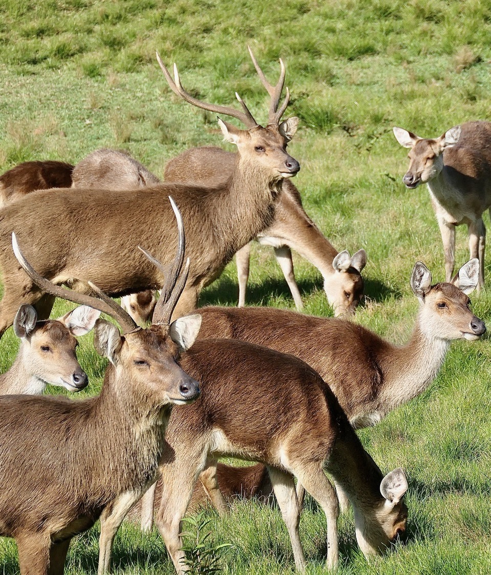 Cerf de Java.Rusa de Timor. Cervus timorensis rusa. cervidae..jpeg