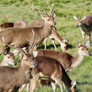 Cerf de Java.Rusa de Timor. Cervus timorensis rusa. cervidae..jpeg