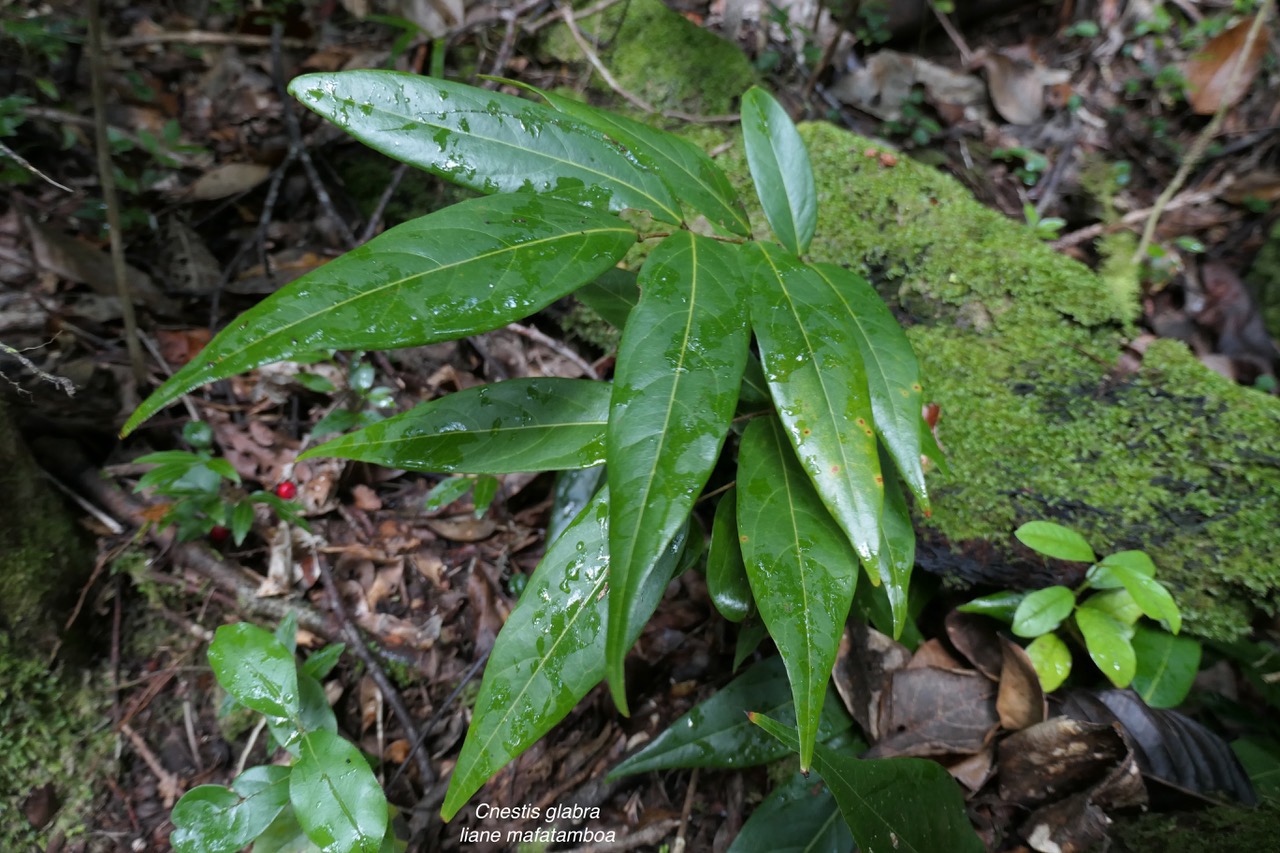 Cnestis glabra Lam.mafatamboa.connaraceae.endémique Madagascar Mascareignes..jpeg