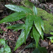 Cnestis glabra Lam.mafatamboa.connaraceae.endémique Madagascar Mascareignes..jpeg