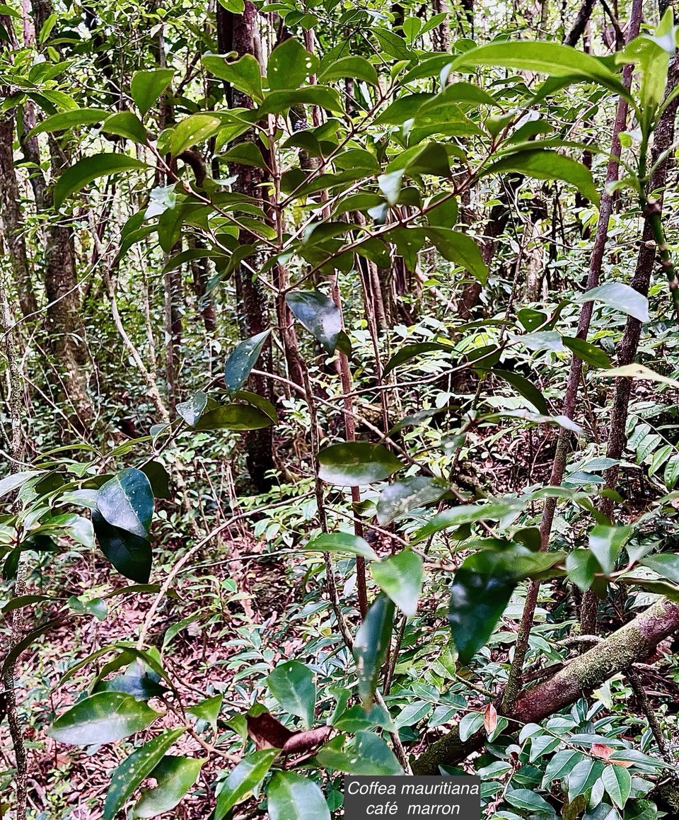 Coffea mauritiana.café marron.rubiaceae.endémique Réunion Maurice. (1).jpeg