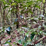 Coffea mauritiana.café marron.rubiaceae.endémique Réunion Maurice. (1).jpeg