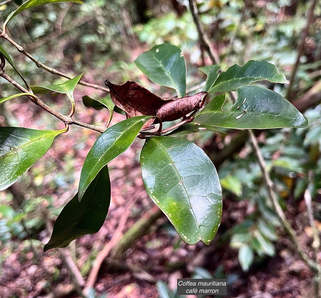 Coffea mauritiana.café marron.rubiaceae.endémique Réunion Maurice..jpeg