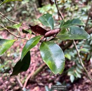 Coffea mauritiana.café marron.rubiaceae.endémique Réunion Maurice..jpeg