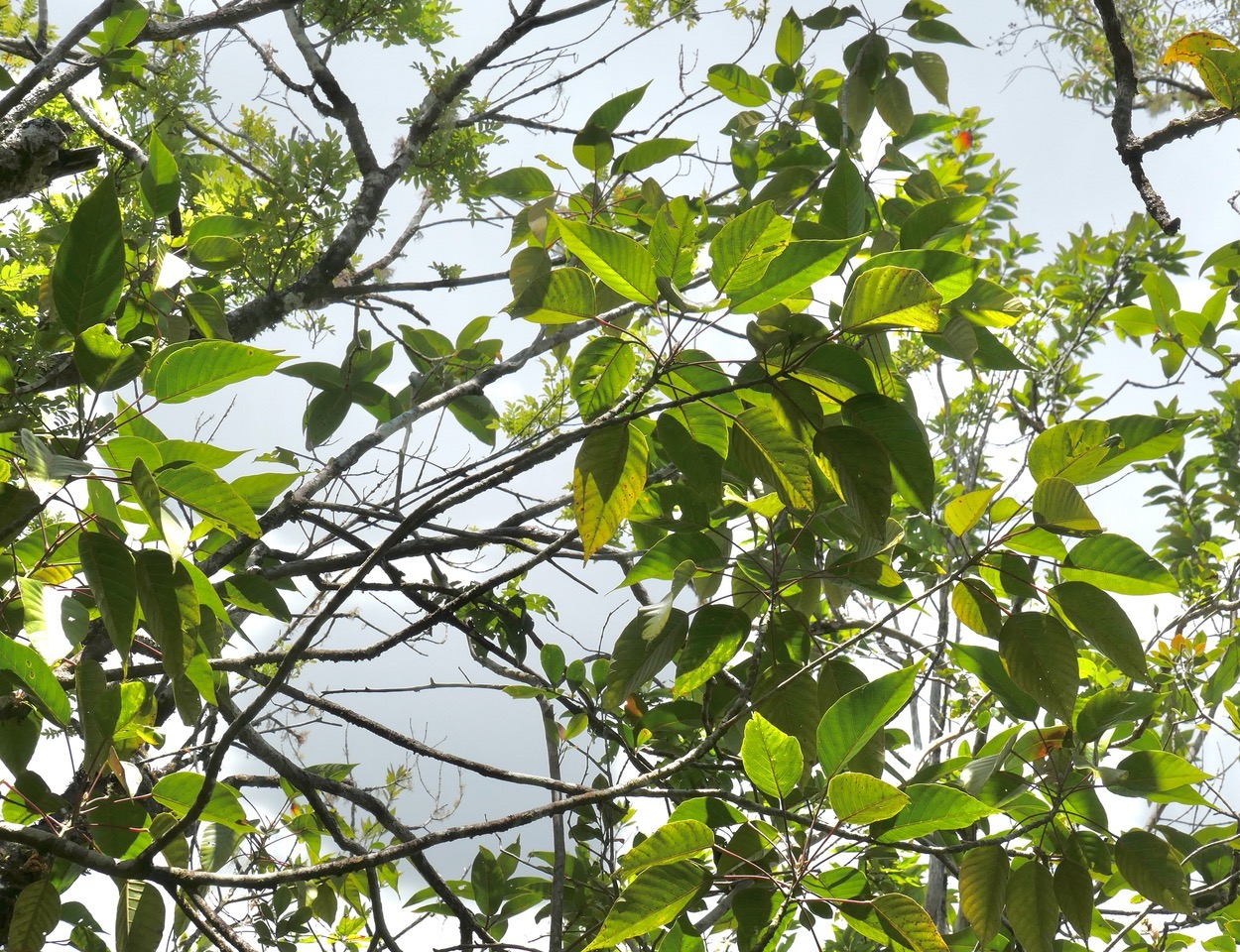 Cordemoya integrifolia.( Hancea integrifolia )  Bois de  perroquet. au premier plan ) euphorbiaceae .endémique Réunion Maurice.jpeg