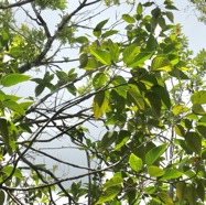 Cordemoya integrifolia.( Hancea integrifolia )  Bois de  perroquet. au premier plan ) euphorbiaceae .endémique Réunion Maurice.jpeg