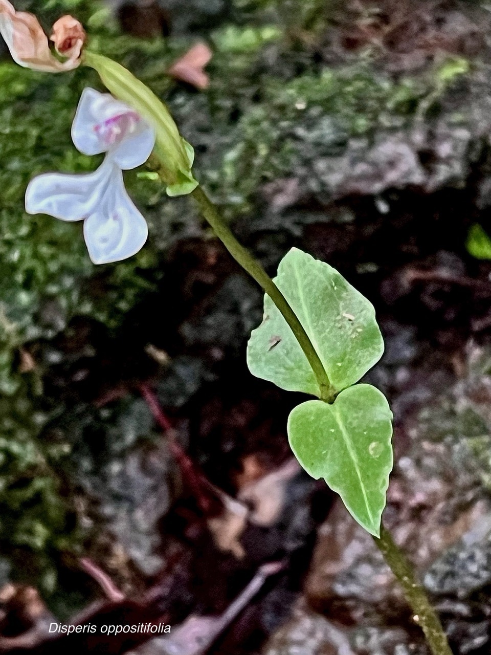 Disperis oppositifolia.orchidaceae.endémique Madagascar. Comores. Mascareignes. (1).jpeg