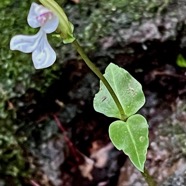 Disperis oppositifolia.orchidaceae.endémique Madagascar. Comores. Mascareignes. (1).jpeg