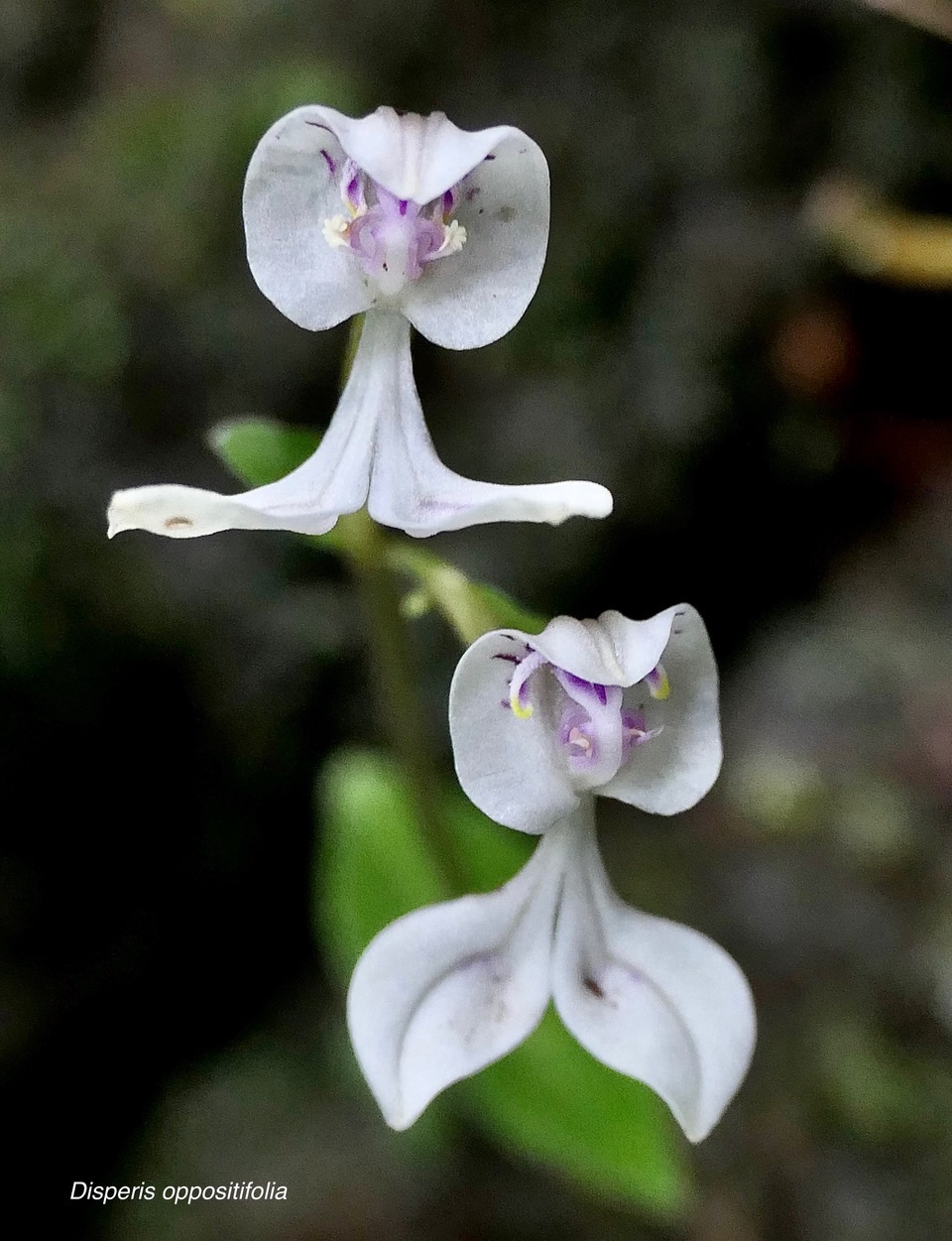 Disperis oppositifolia.orchidaceae.endémique Madagascar. Comores. Mascareignes..jpeg