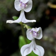 Disperis oppositifolia.orchidaceae.endémique Madagascar. Comores. Mascareignes..jpeg