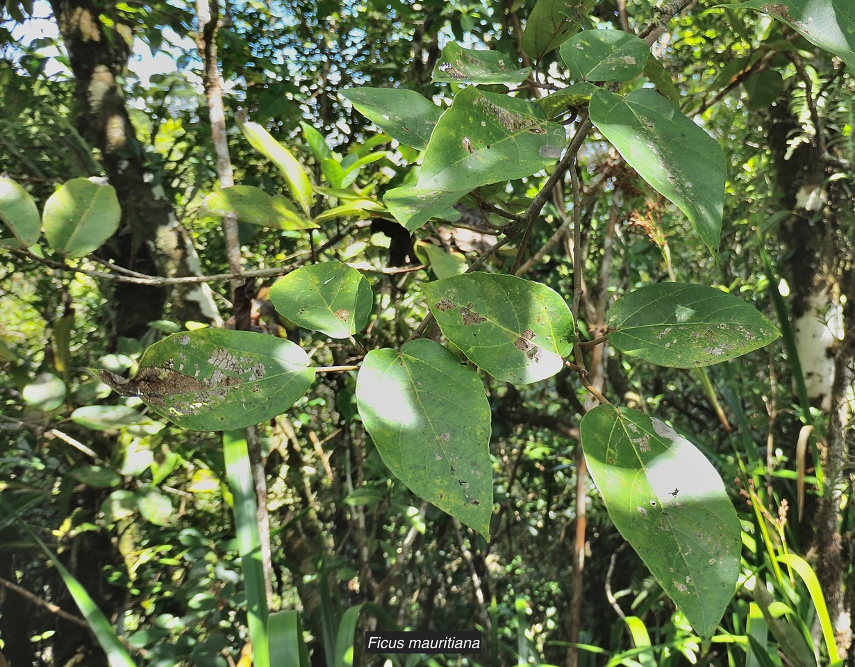 Ficus mauritiana Lam.figue marron.figuier rouge.moraceae.endémique Réunion Maurice..jpeg