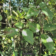 Ficus mauritiana Lam.figue marron.figuier rouge.moraceae.endémique Réunion Maurice..jpeg