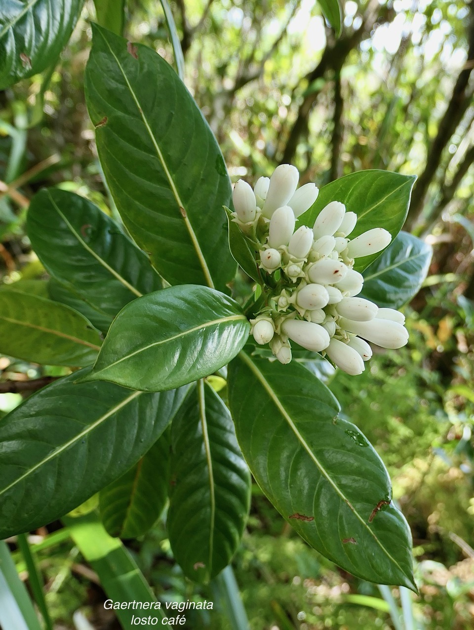 Gaertnera vaginata. losto café  rubiaceae.endémique  Réunion.jpeg