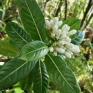 Gaertnera vaginata. losto café  rubiaceae.endémique  Réunion.jpeg