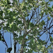 Geniostoma borbonicum  Bois de piment  bois de rat. loganiaceae endémique Réunion Maurice. (2).jpeg