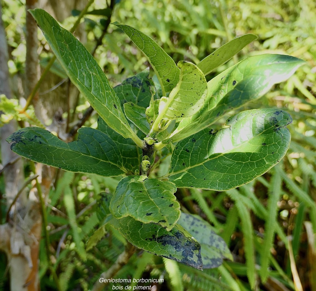 Geniostoma borbonicum  Bois de piment  bois de rat. loganiaceae endémique Réunion Maurice..jpeg