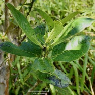 Geniostoma borbonicum  Bois de piment  bois de rat. loganiaceae endémique Réunion Maurice..jpeg