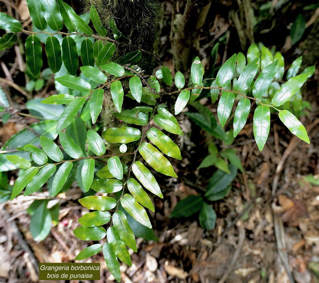 Grangeria borbonica.bois de punaise.chrysobalanaceae.endémique Réunion Maurice ., (1).jpeg