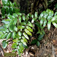 Grangeria borbonica.bois de punaise.chrysobalanaceae.endémique Réunion Maurice ., (1).jpeg